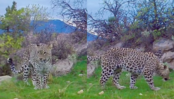 The daytime walk of the Caucasian leopard in the protected landscape "Arpa."
