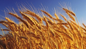 Запасов пшеницы на Земле осталось всего на 10 недель