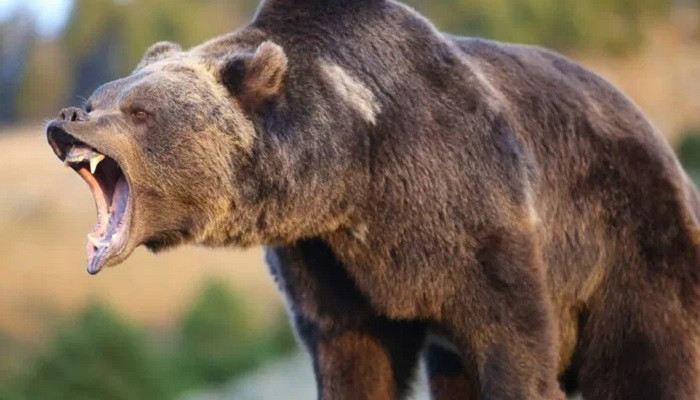 В Иркутской области медведь загрыз выстрелившего в него охотника