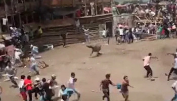 В Колумбии во время забега быков обрушились трибуны со зрителями
