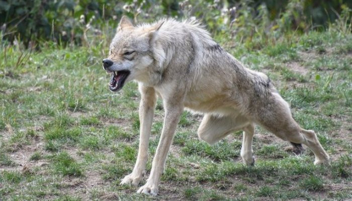 В Дагестане волк напал на детей и растерзал семилетнего мальчика