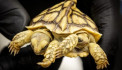 Two-headed turtle hatches, and has a healthy life ahead