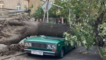 Երևանում մոտ 50 հաստաբուն ծառ է տապալվել