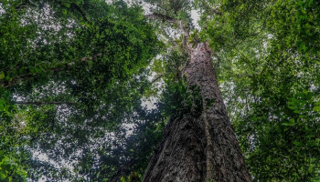 Биологи сумели подойти к самому высокому дереву в Амазонии высотой с 25-этажный дом