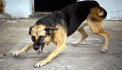 Երևանում շան կծելու հետևանքով կին է մահացել