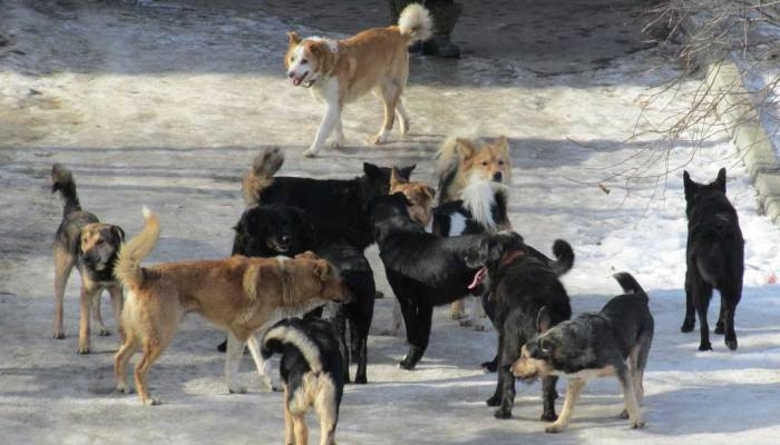 Գյումրիում շները հարձակվել են կնոջ վրա, ով վնասվածքներ ու ողնաշարի կոտրվածք է ստացել. ահազանգ