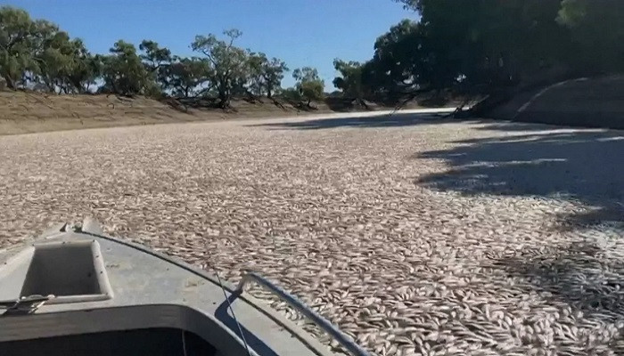 Millions of dead fish have washed up in a river near an Australian town