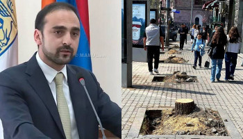 Բուսաբանության ինստիտուտը չի ներկայացրել մասնագիտական կարծիք՝ կապված Երևանում ծառերի հատման և փոխարինման հետ