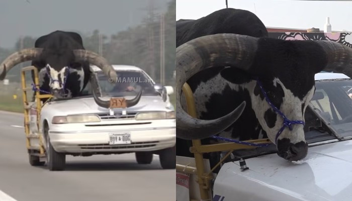 US driver pulled over with huge African bull riding shotgun in car