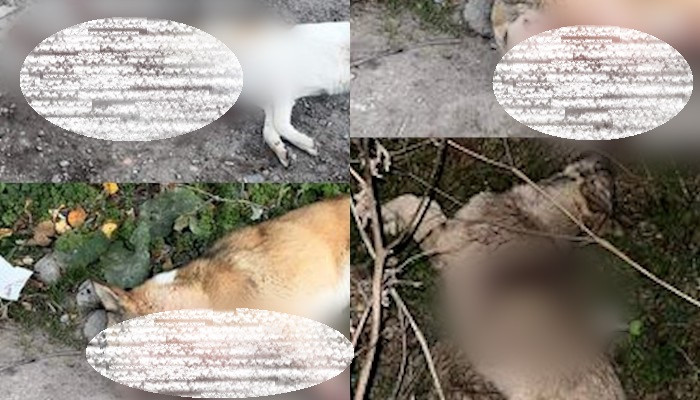 Շների զանգվածային սպանդ` Մարտունիում