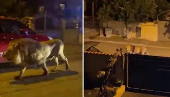 Italian town on alert after lion escapes circus