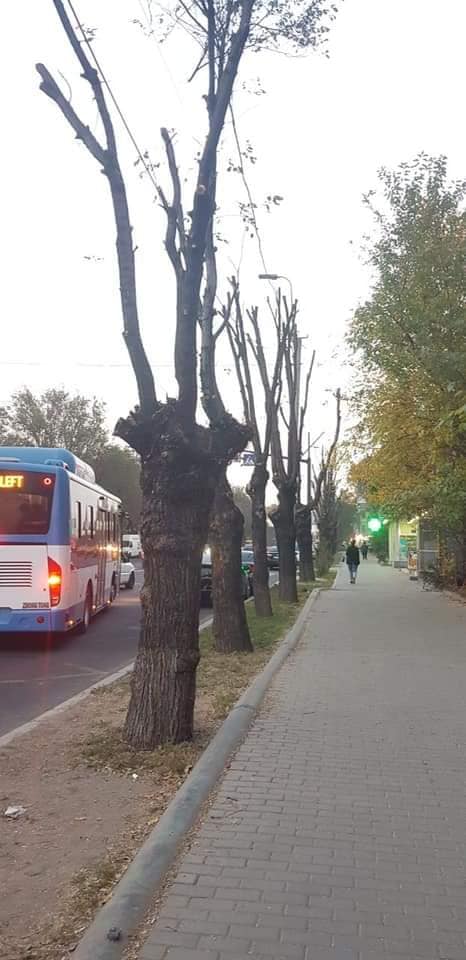 Հոշոտված ծառերը` Երևանում