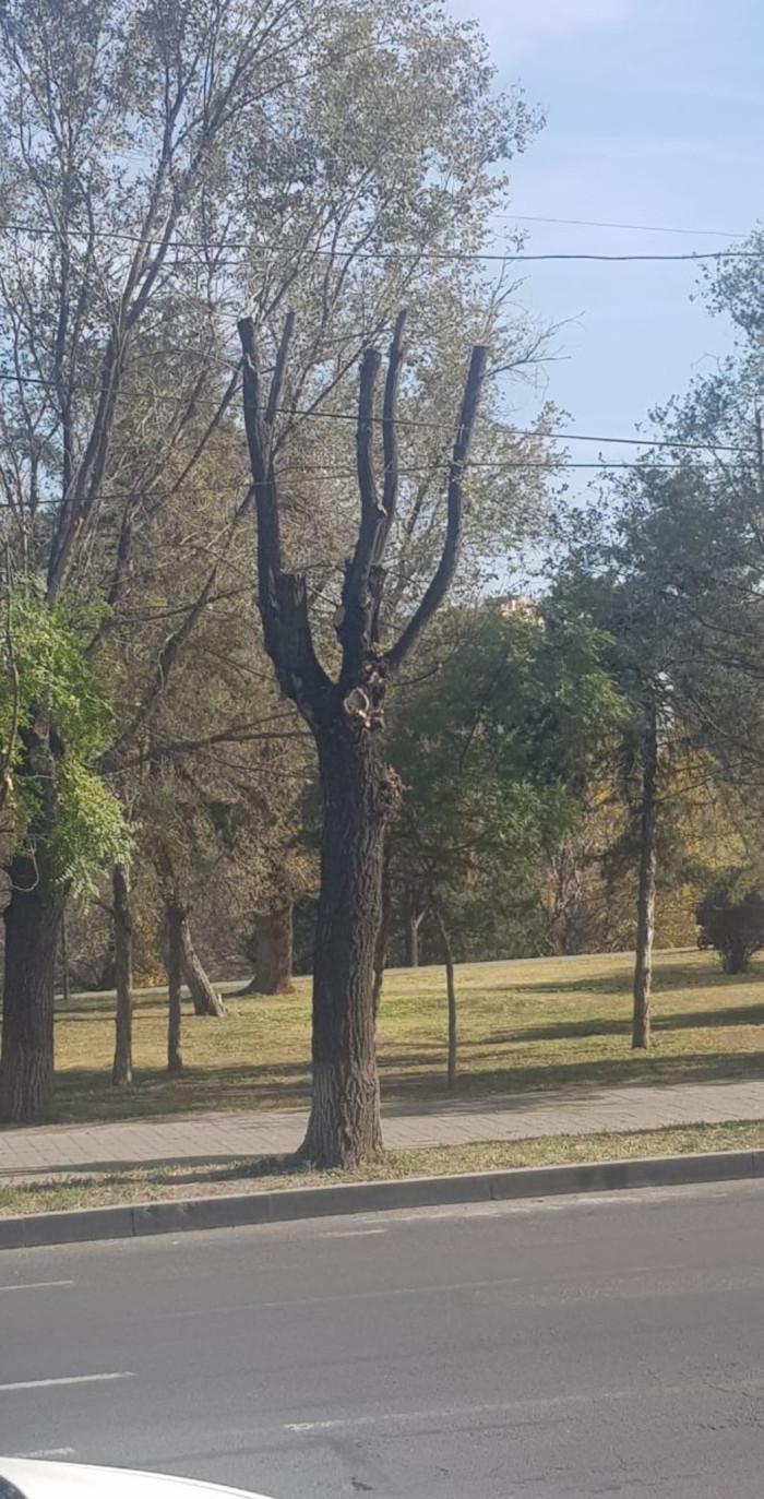 Հոշոտված ծառերը` Երևանում