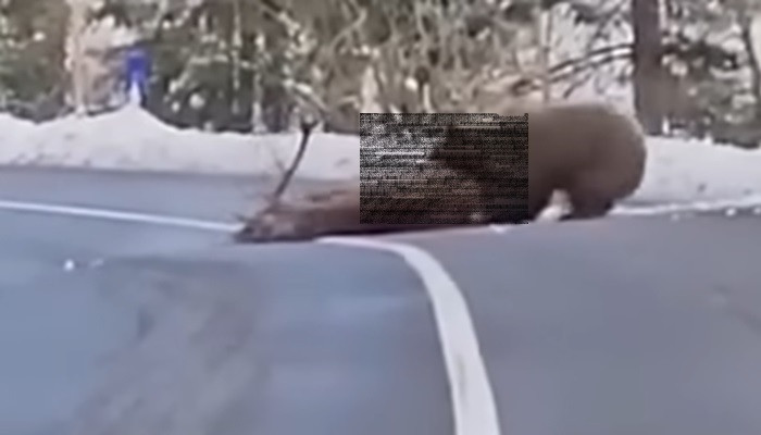 Медведь ***рыз оленя прямо на дороге