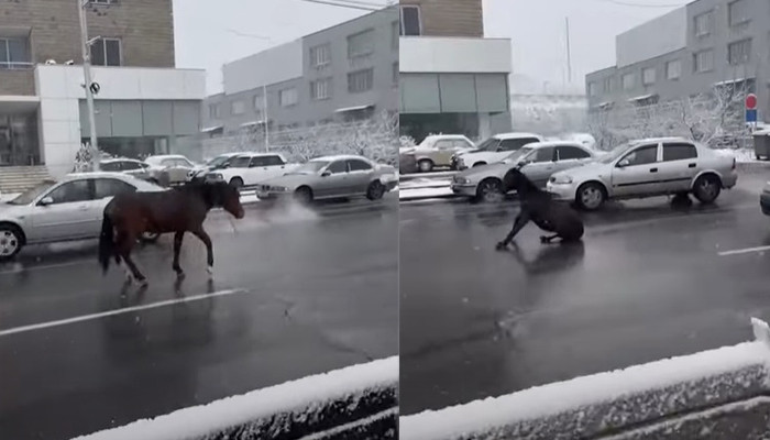 Տեսանյութ. Իսակովի պողոտայում ձի է վրաերթի ենթարկվել. ինչ էին անում ձիերն այնտեղ