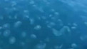 Sıcaklık ve kirlilik denizanası popülasyonunu arttırıyor