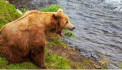 В Бурятии женщина погибла от нападения медведя