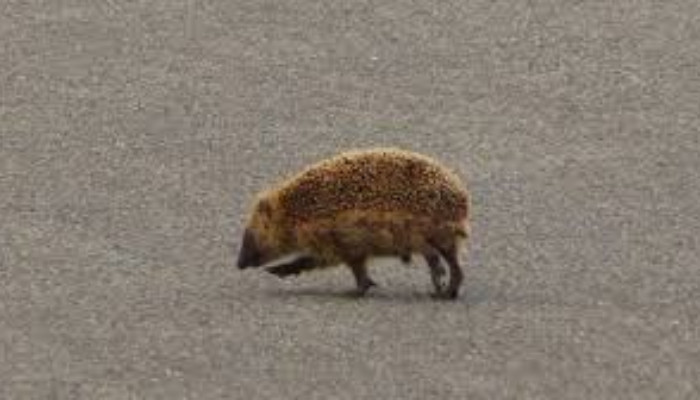 A hedgehog prevented a plane from taking off at an airfield in Germany