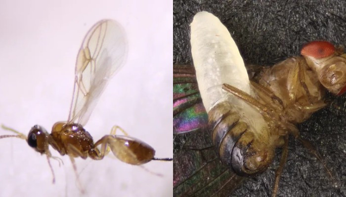 Scientists discover parasitic alien-like 'horror wasp' that lives inside the belly of living flies