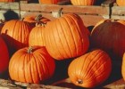Medicinal properties of pumpkin