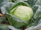Benefits of Cabbage